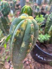 💎👑💎 Junin Huancayo — 8” Tip