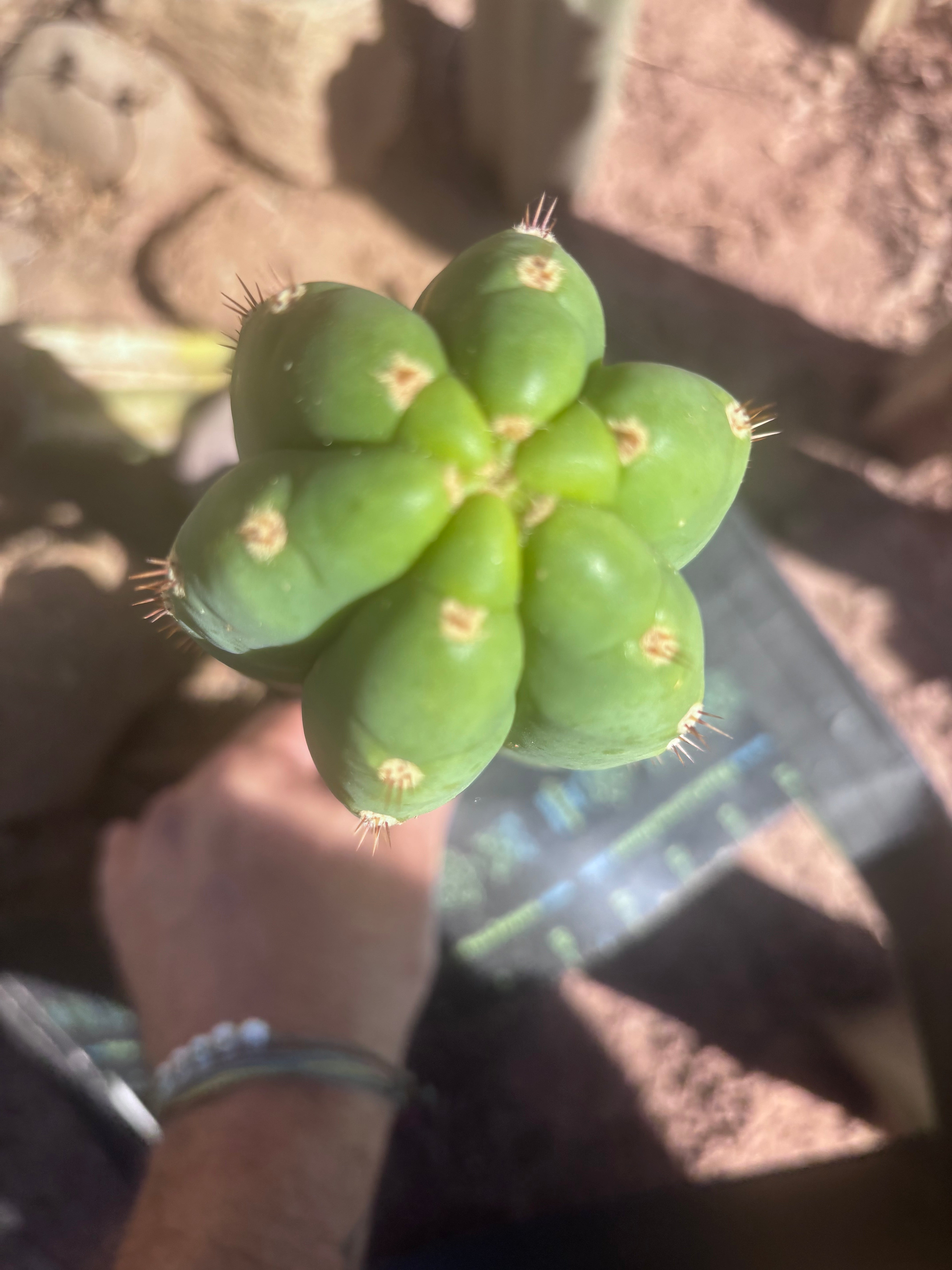 👑🌶️ Pierre — Chonky 11” Pup