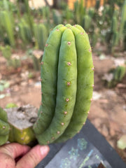 👑🌶️🌶️ Another Drop, Another Ogun