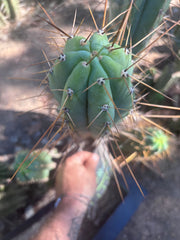 👑🌶️ Nash — XL 14” Tip