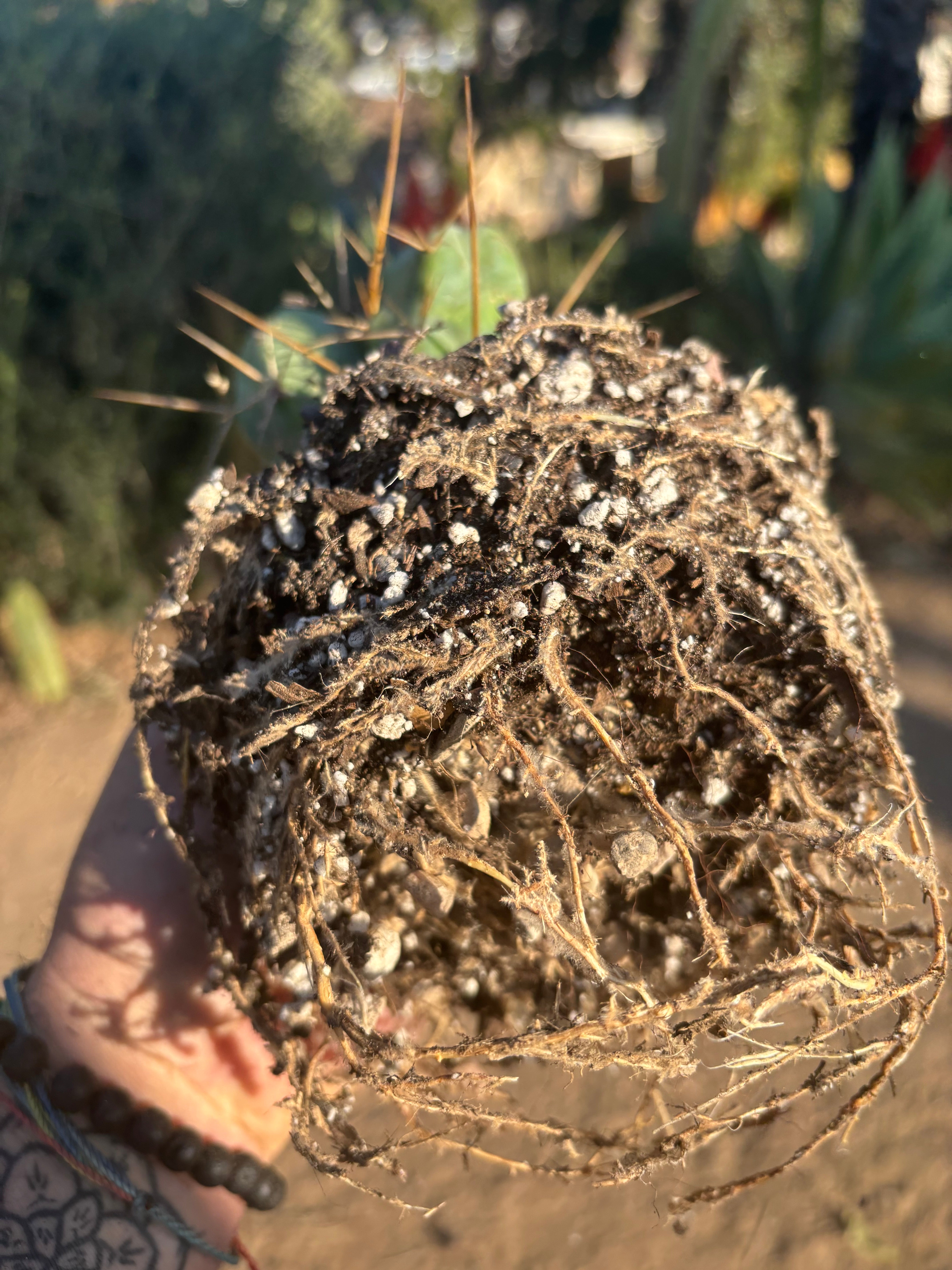 👑🌶️🌶️  TBM Clone B — Fully Rooted