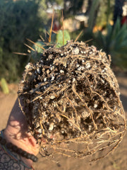 👑🌶️🌶️  TBM Clone B — Fully Rooted