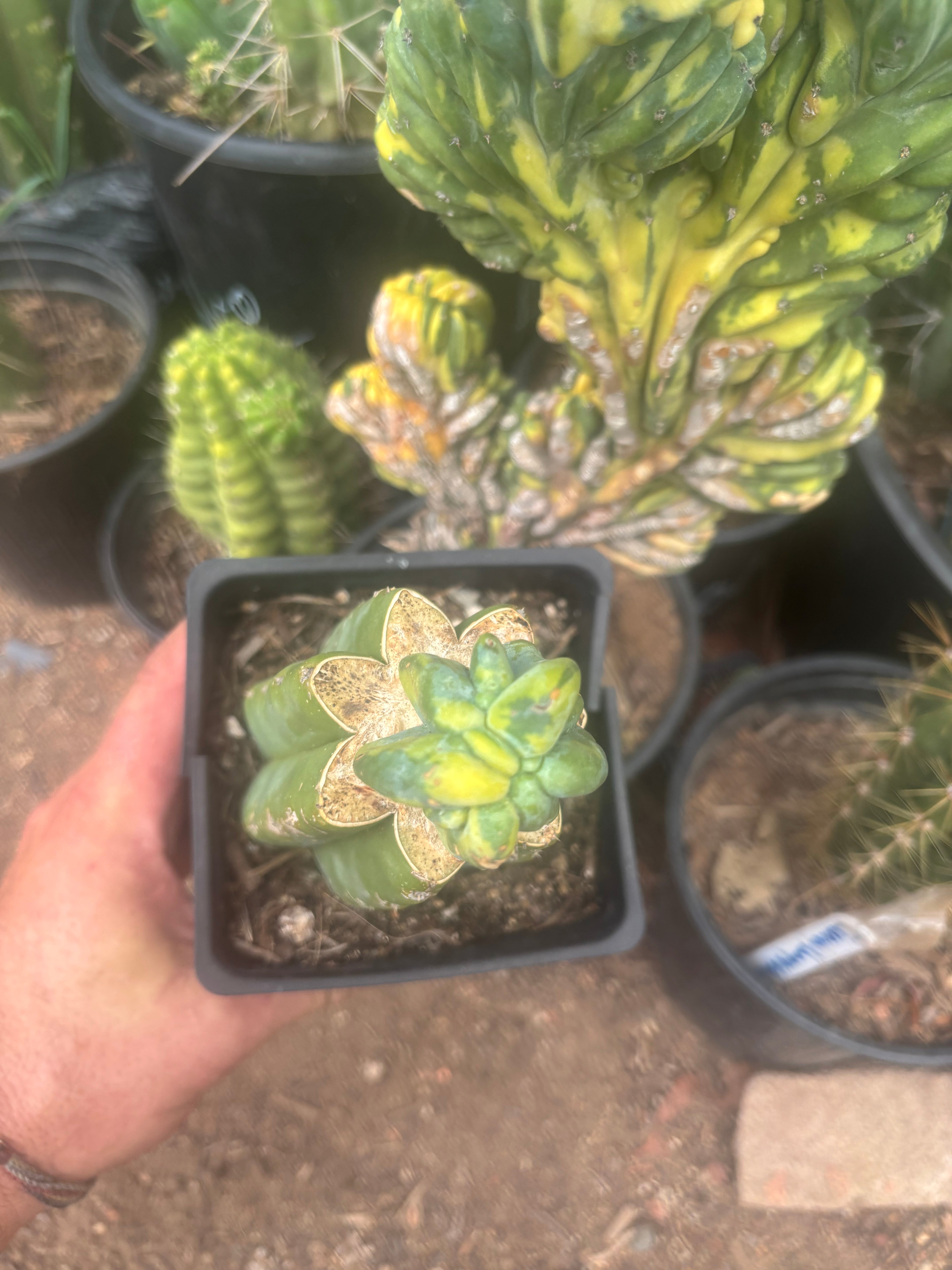 💎🔰 Crested & Variegated Myrtillocactus — Tip Graft