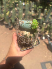 💎👑💎  Nubs — Pupping Slab on Rooted Spachianus