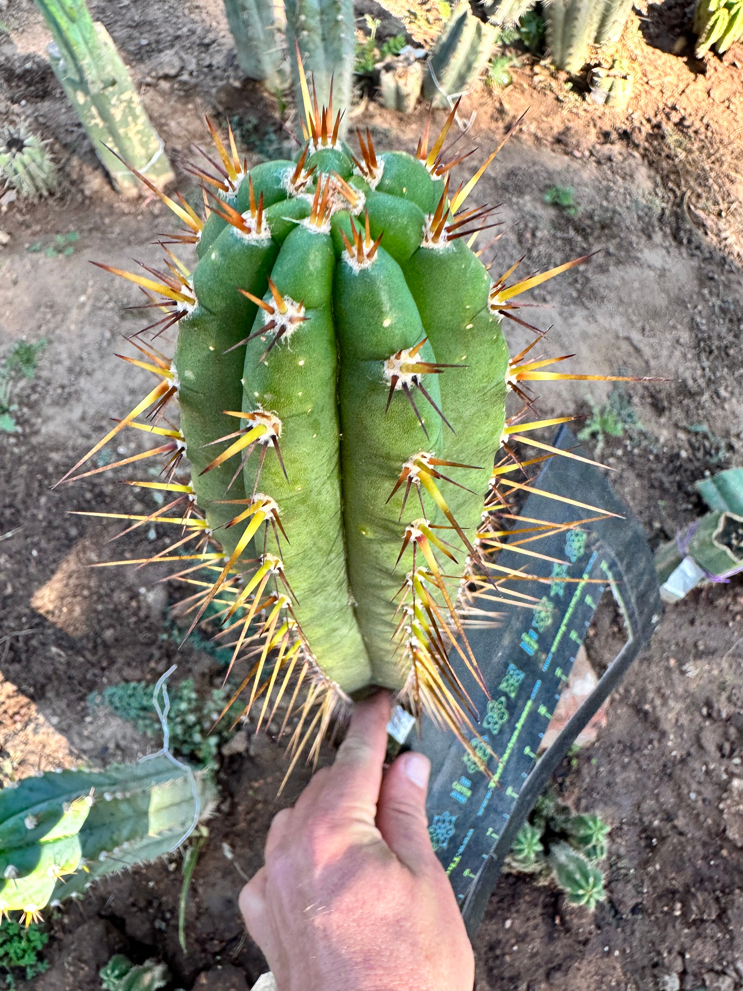 👑 MG Red Spine  — 12” Tip