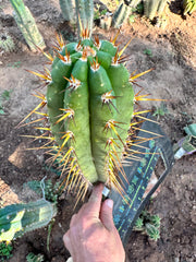 👑 MG Red Spine  — 12” Tip