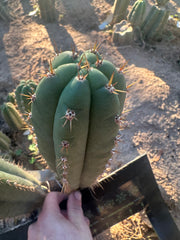 👑🌶️ Torres & Torres — 10” Tips (Restocked)