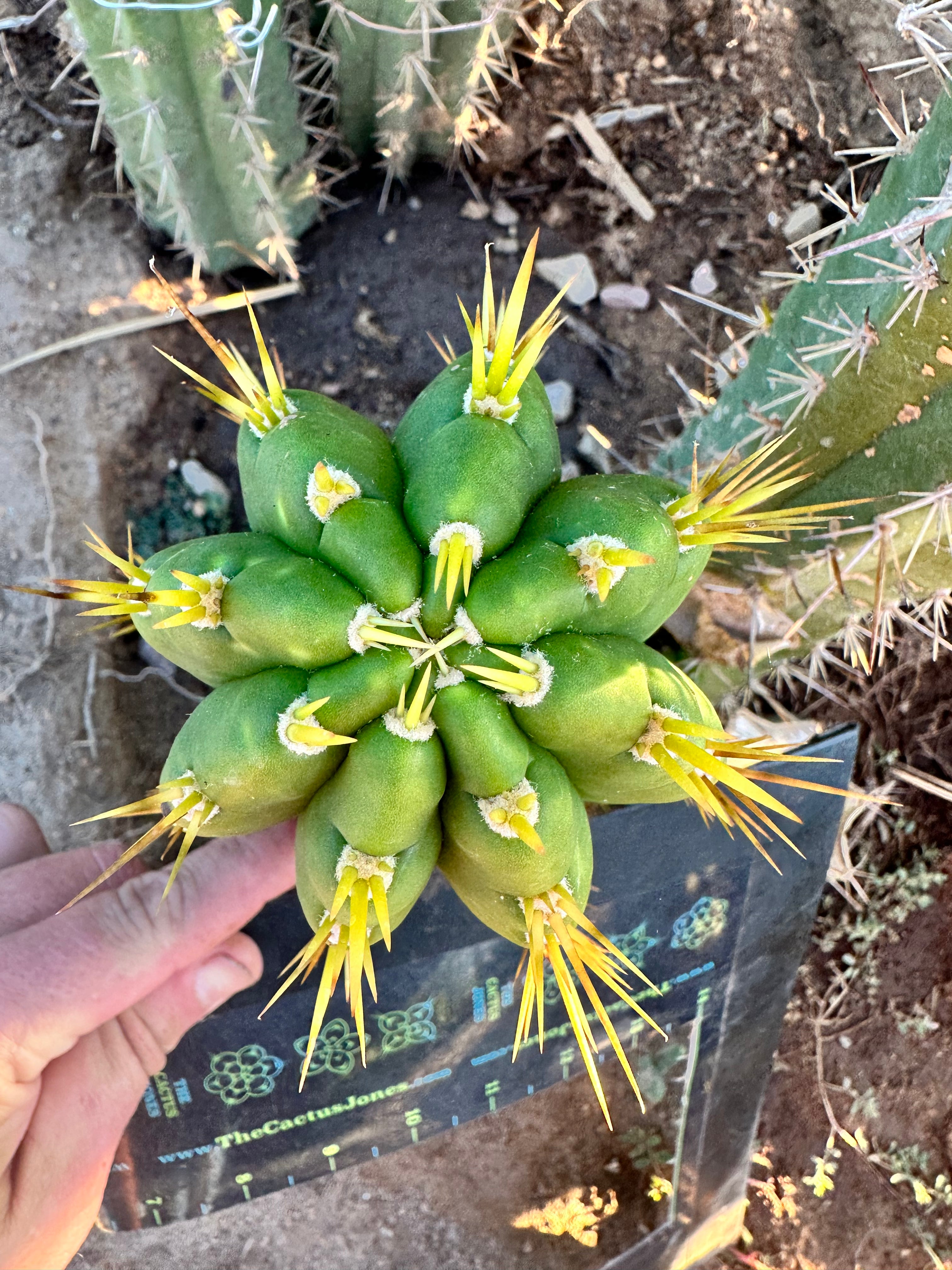 👑 Jones Pink 🌸 — FAT Tip