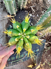 👑 Jones Pink 🌸 — FAT Tip