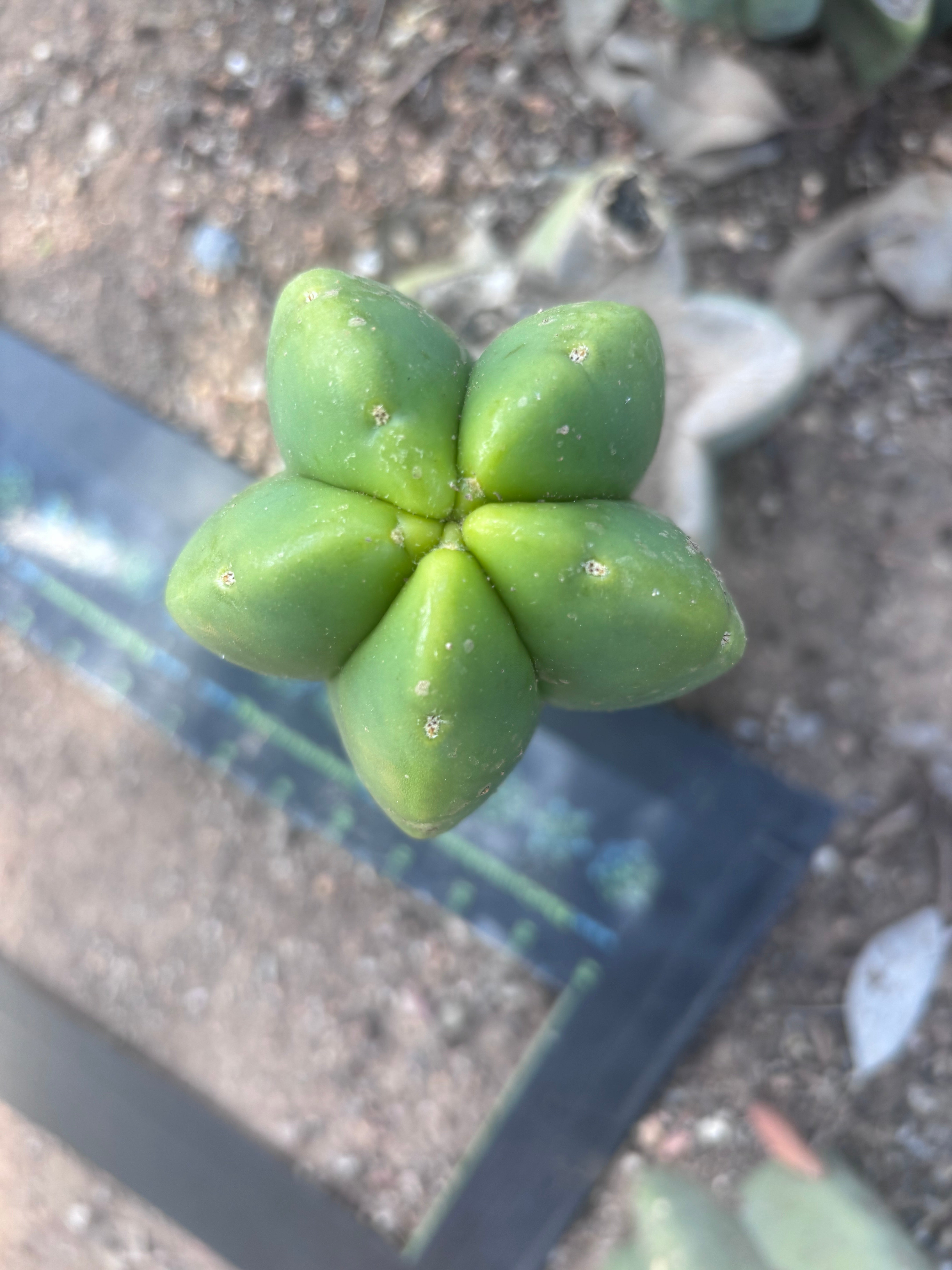 💎👑💎🌶️ Ferah! — Fat 8” Pup