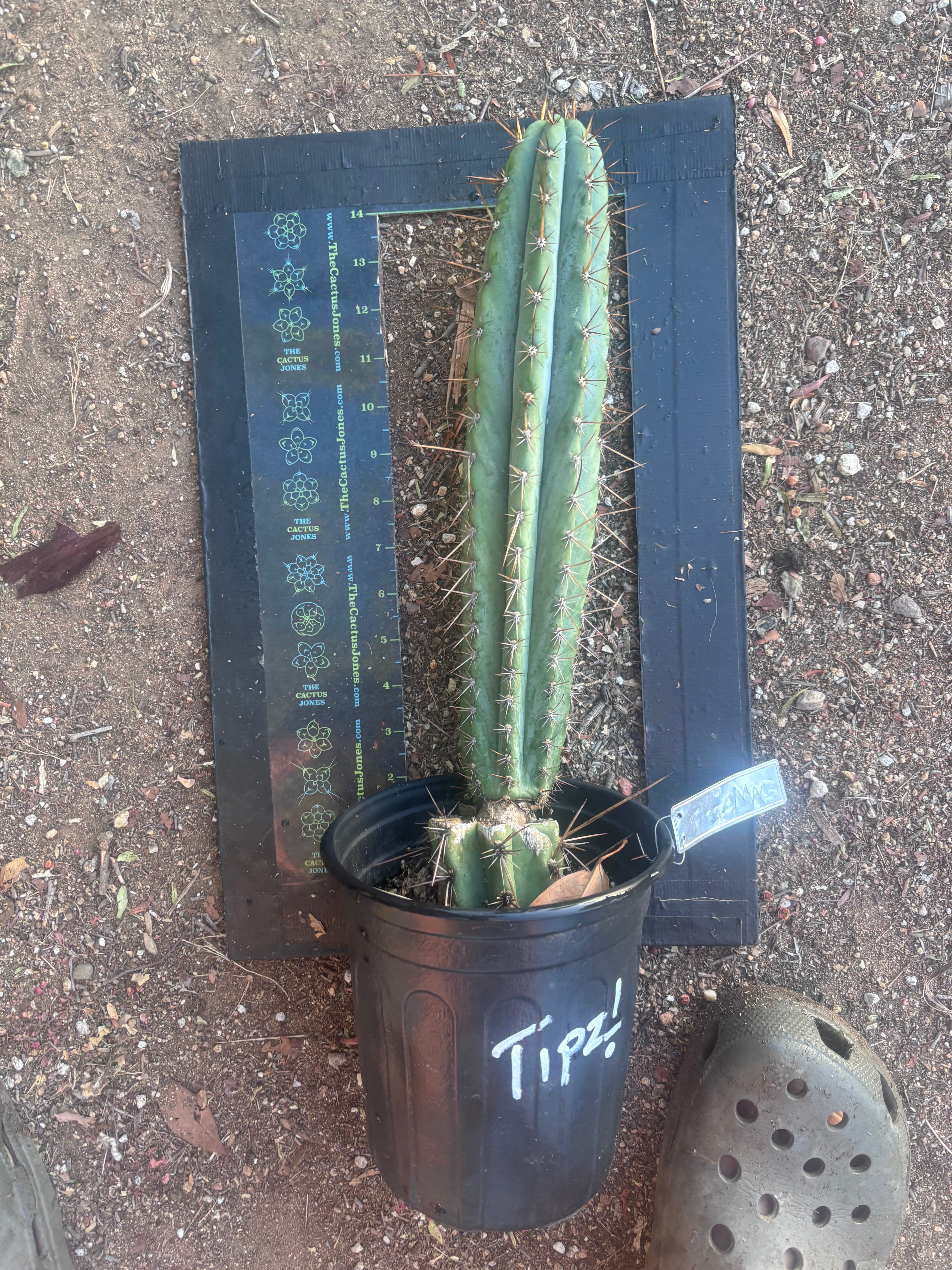 💎👑💎(🌶️ ) Tipz — Fully Rooted 16”