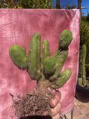 👑🌶️🌶️  TBM Clone B — XL Rooted