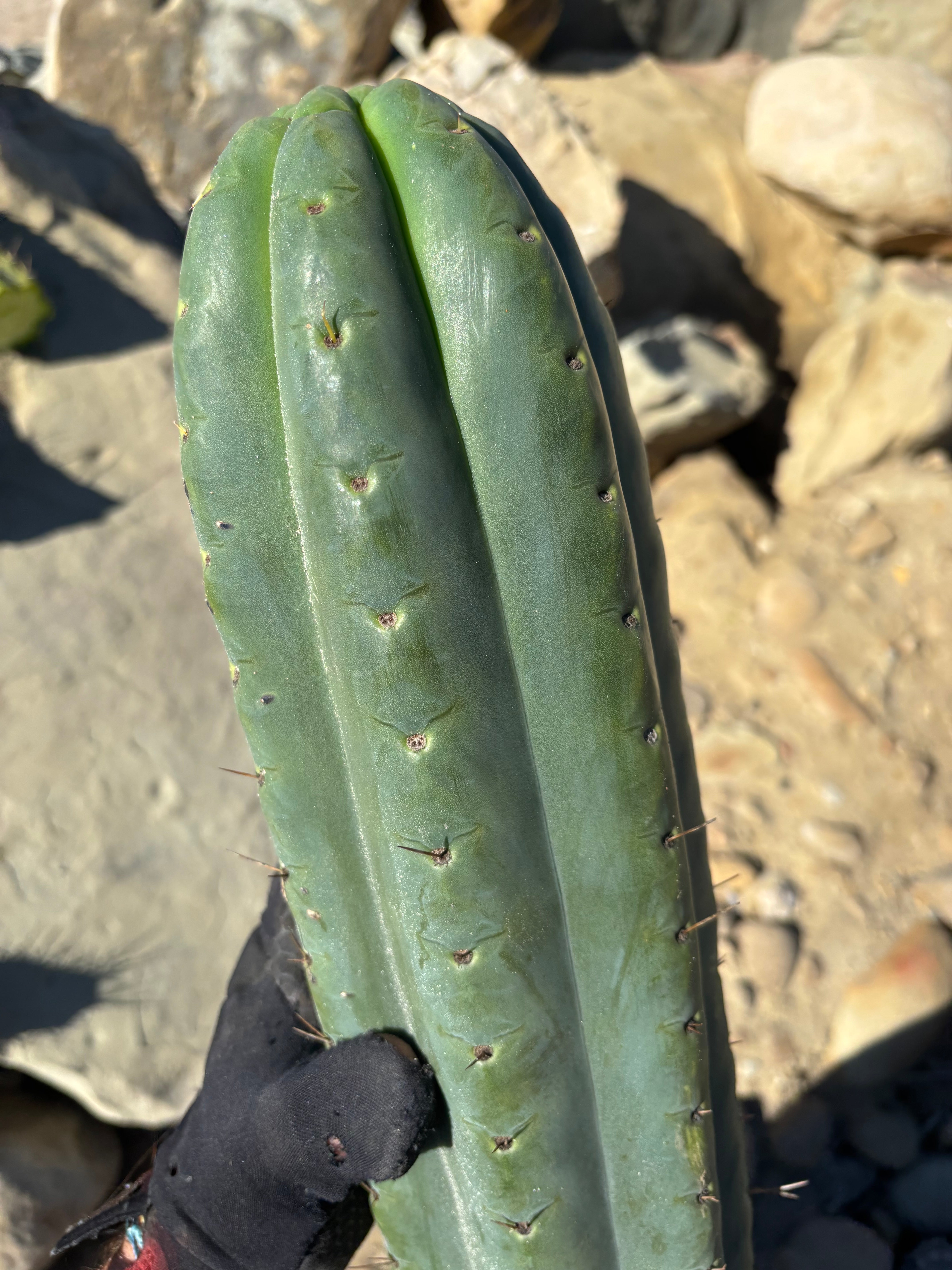 💎🌶️ SS02 x Yowie — MASSIVE 15” Tip