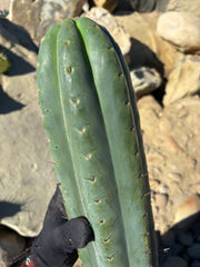 💎🌶️ SS02 x Yowie — MASSIVE 15” Tip