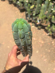 👑🌶️🌶️ Austy’s Bomb — 12” Tip