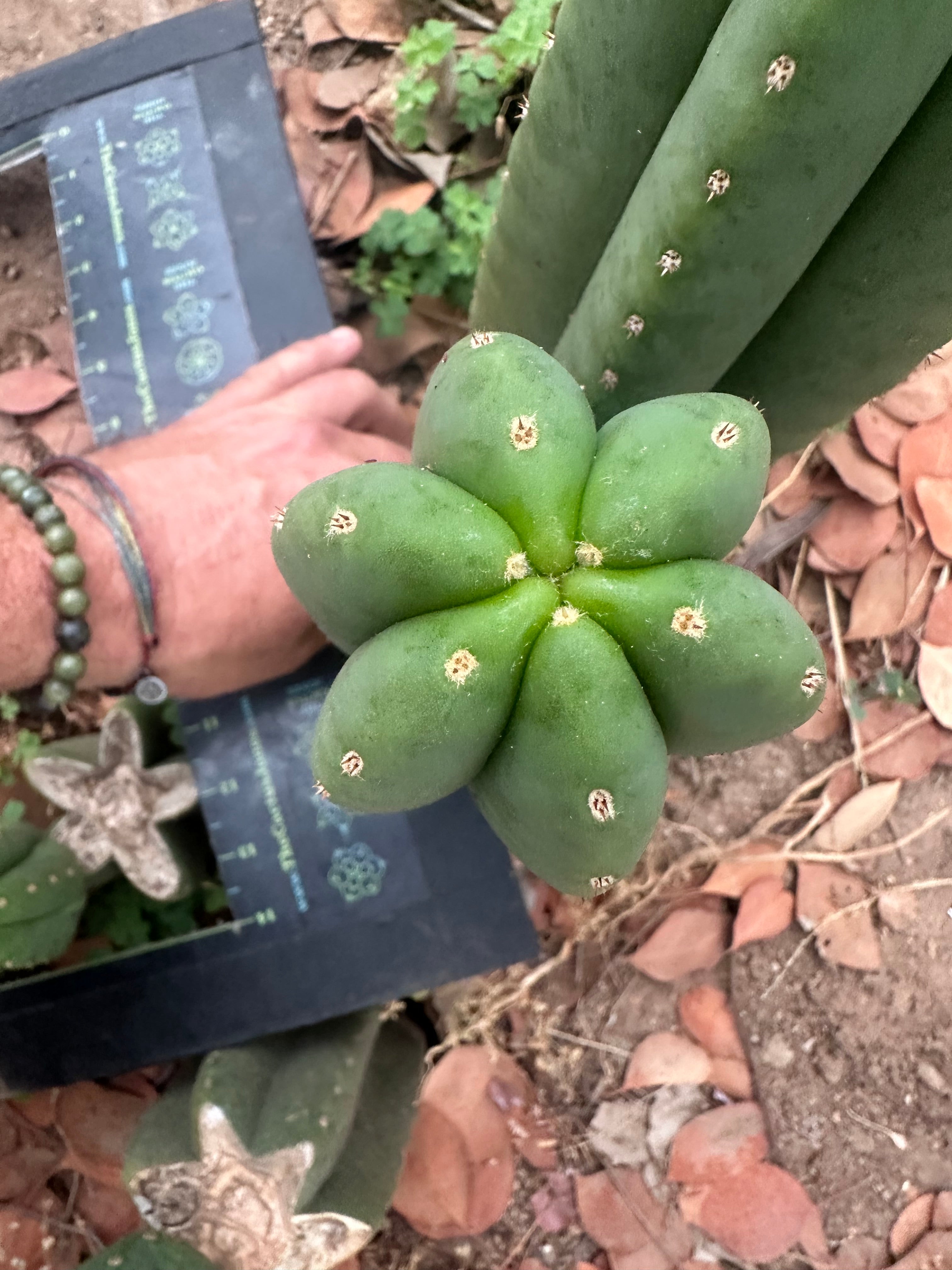 -👑🌶️  Scop A  — Chonky 11” Pup