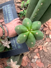 -👑🌶️  Scop A  — Chonky 11” Pup