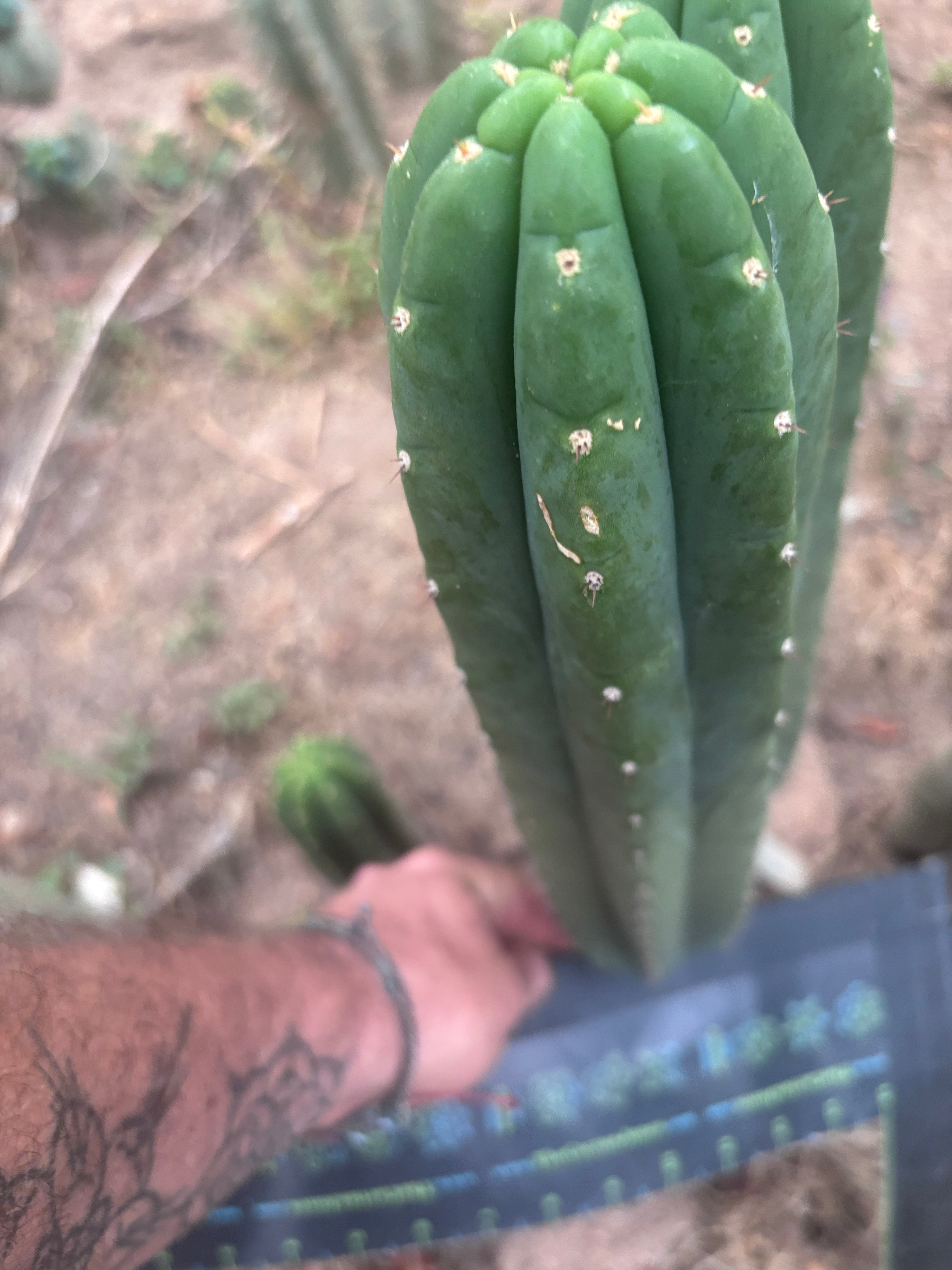 👑🌶️ Hugh — XL 14” Tip
