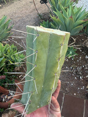 👑🌶️🌶️ Eileen — 10” Mega Mid
