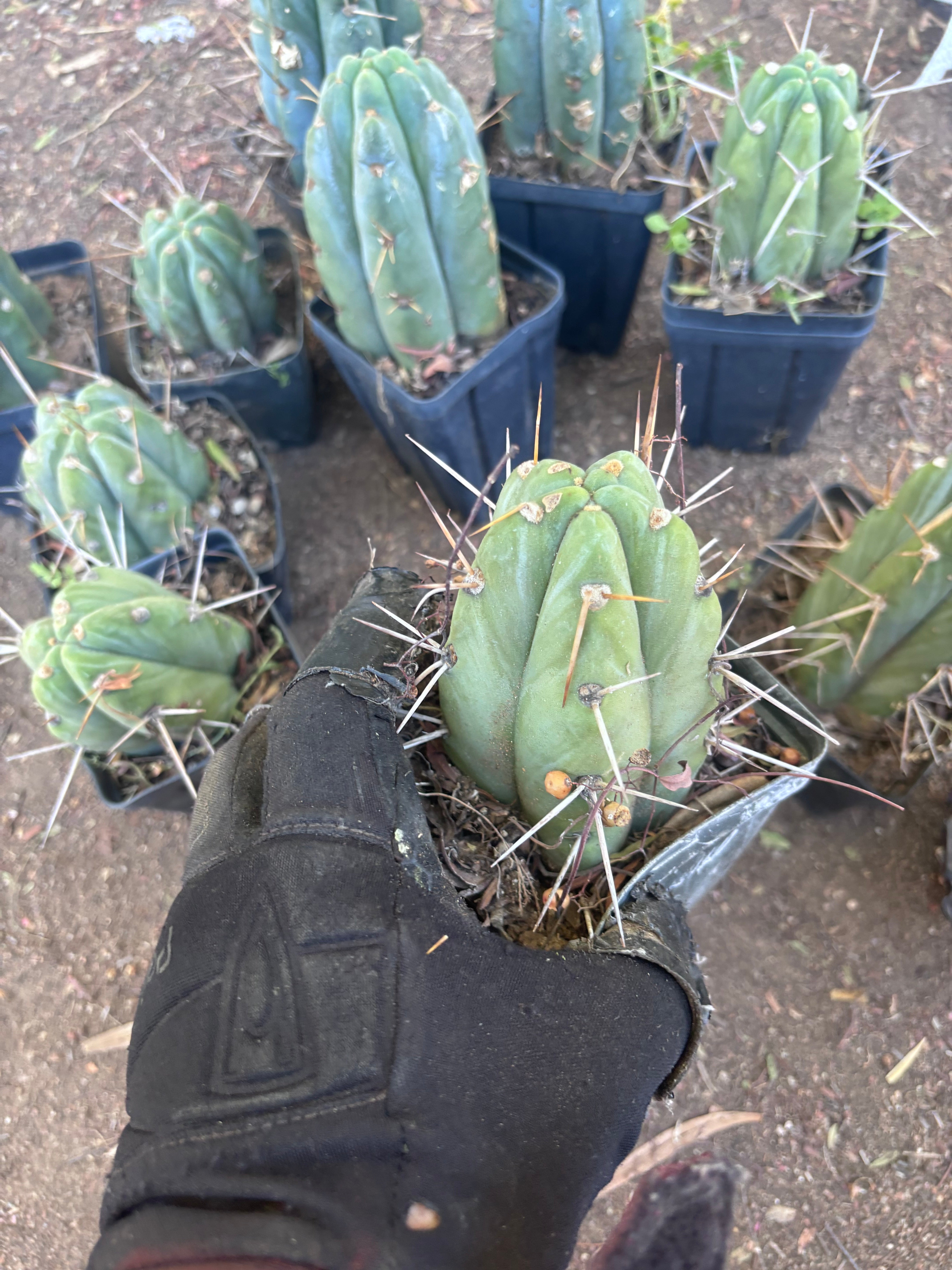 👑🌶️ Jiimz Strong Spine — Rooted Tips