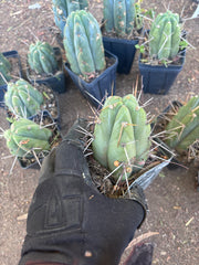 👑🌶️ Jiimz Strong Spine — Rooted Tips