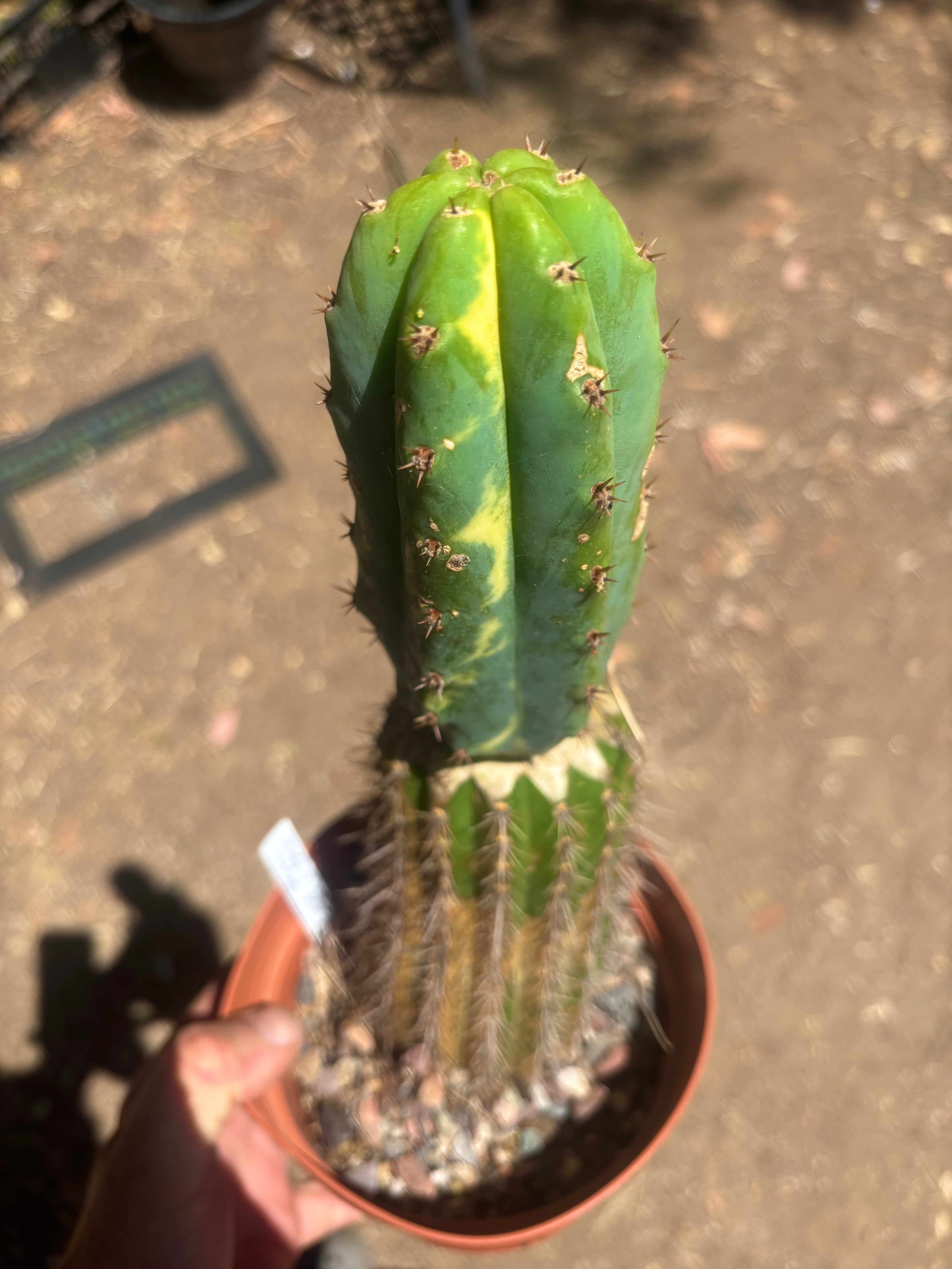 💎🔰 Ventucky Blue x Fillmore Variegated (First Release) — Rooted Tip Graft