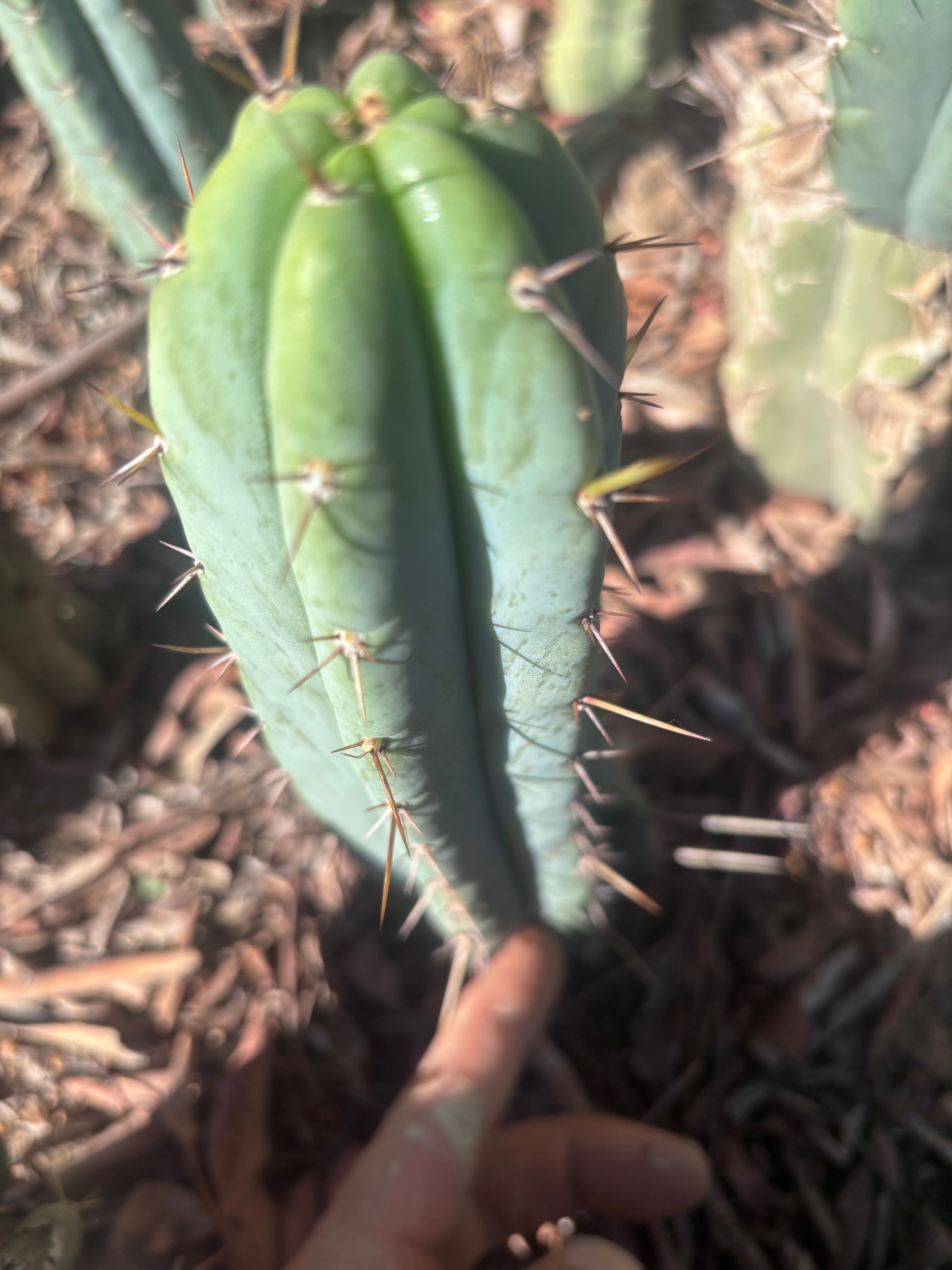 👑🌶️🌶️ Pala! — The Sunday Pup