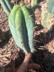 👑🌶️🌶️ Pala! — The Sunday Pup