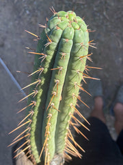 👑🌶️💎 Xochi — XXL 21” Tip