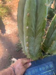 💎👑🌶️ Kimnach — Beefy 13” Pup