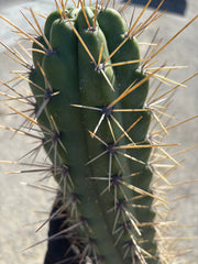 🌶️ SS02 x Kimura’s Spiny Giant   — XL 14” Pup