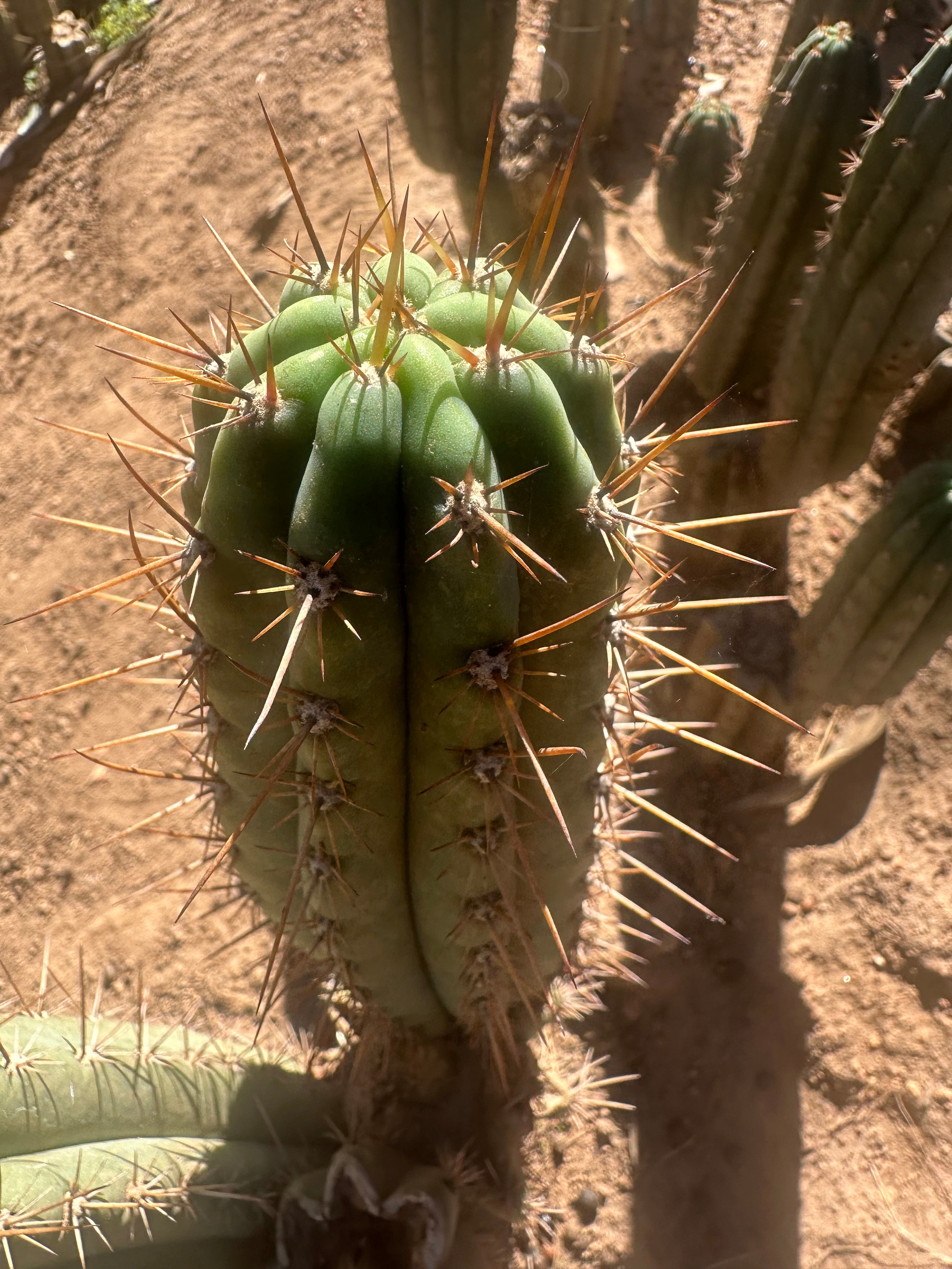 👑 Gawler — 9.5” Pup