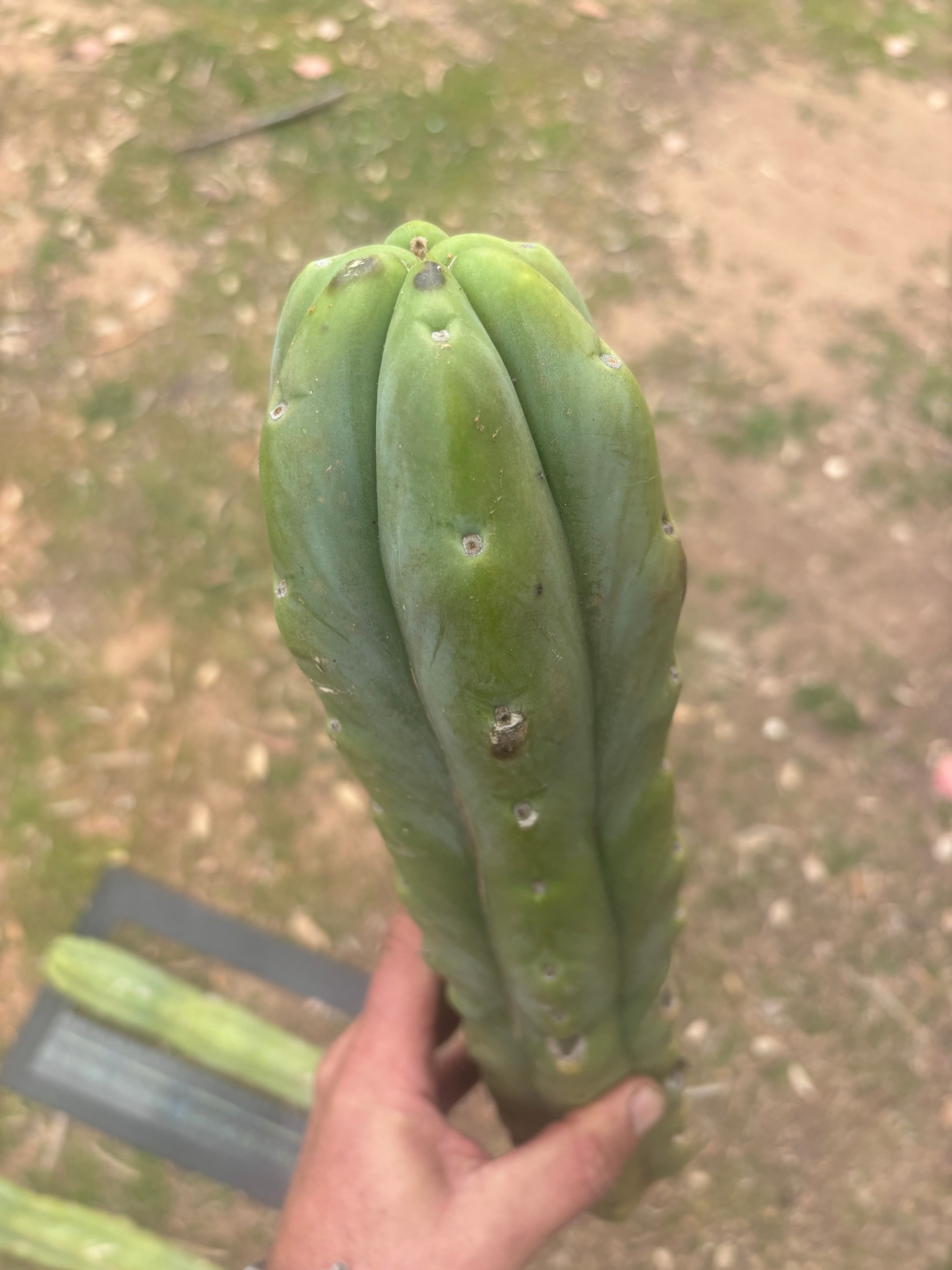 👑🌶️🌶️  Jiimz Twin Spine — XL Mature 15” Tips (Restocked)