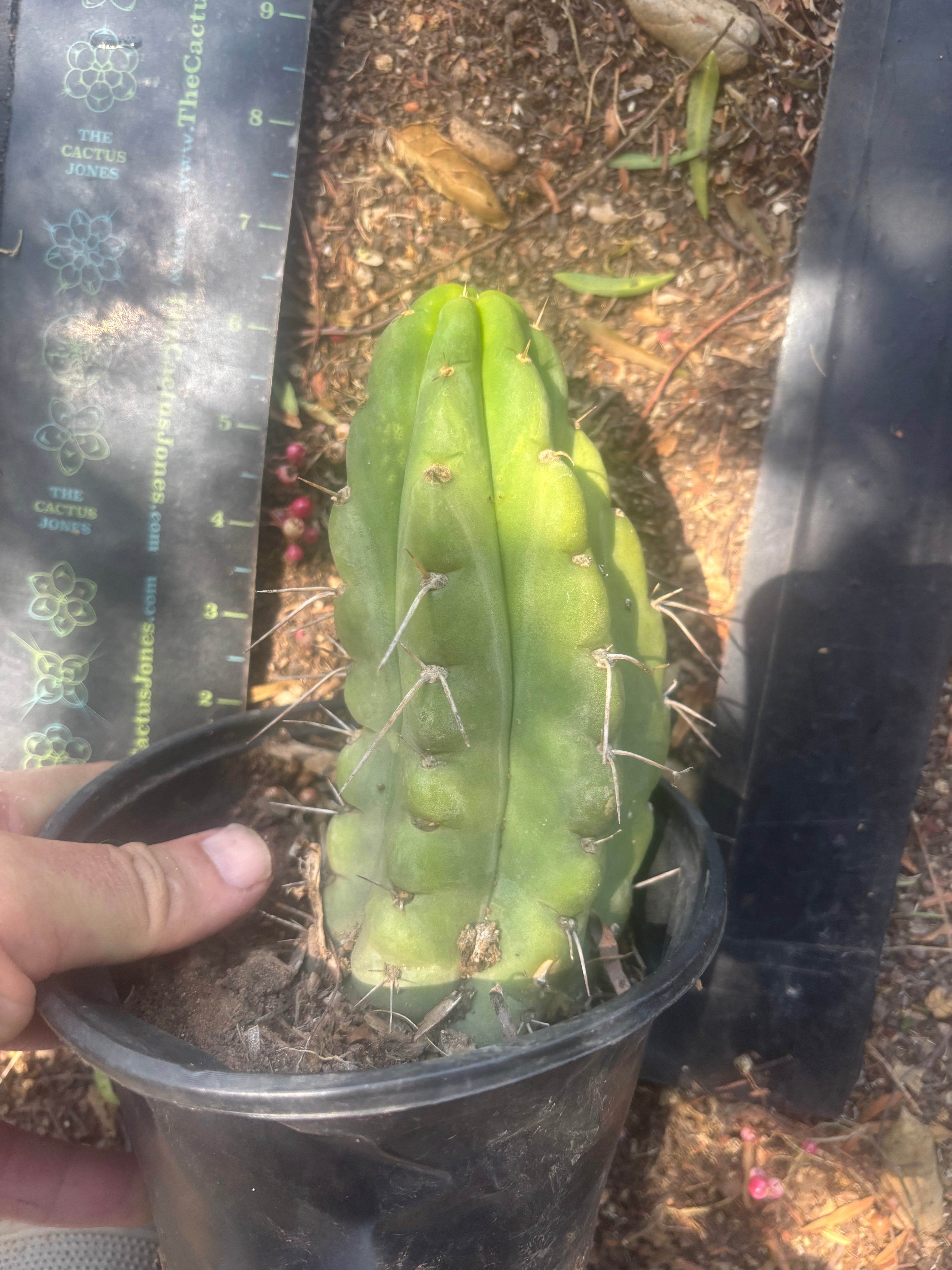 💎🌶️🌶️ NOM — Fully Rooted Grenade