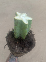 💎🌶️🌶️ NOM — Fully Rooted XL Stump
