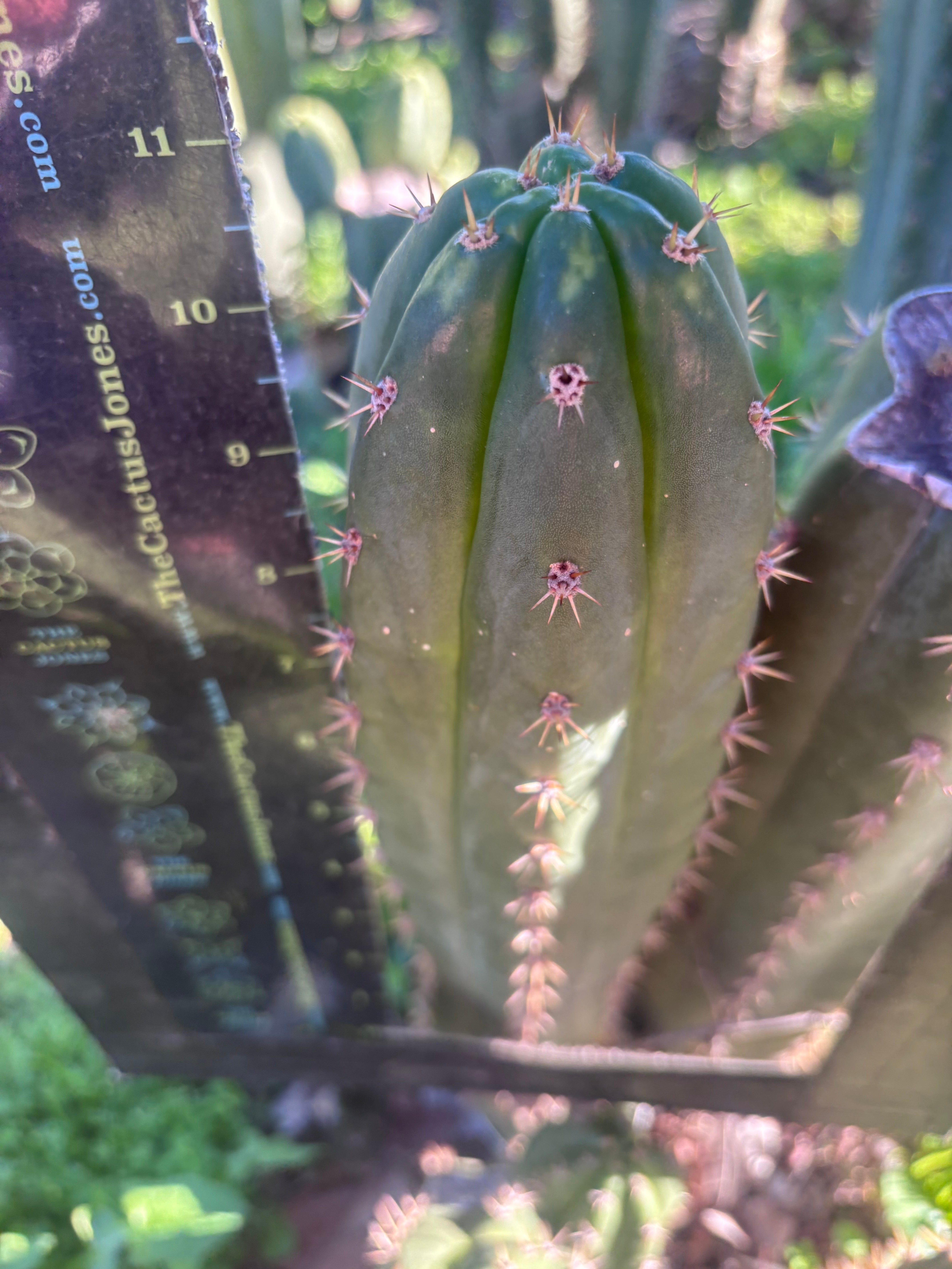👑🌶️ Huancabamba— 10” Tip