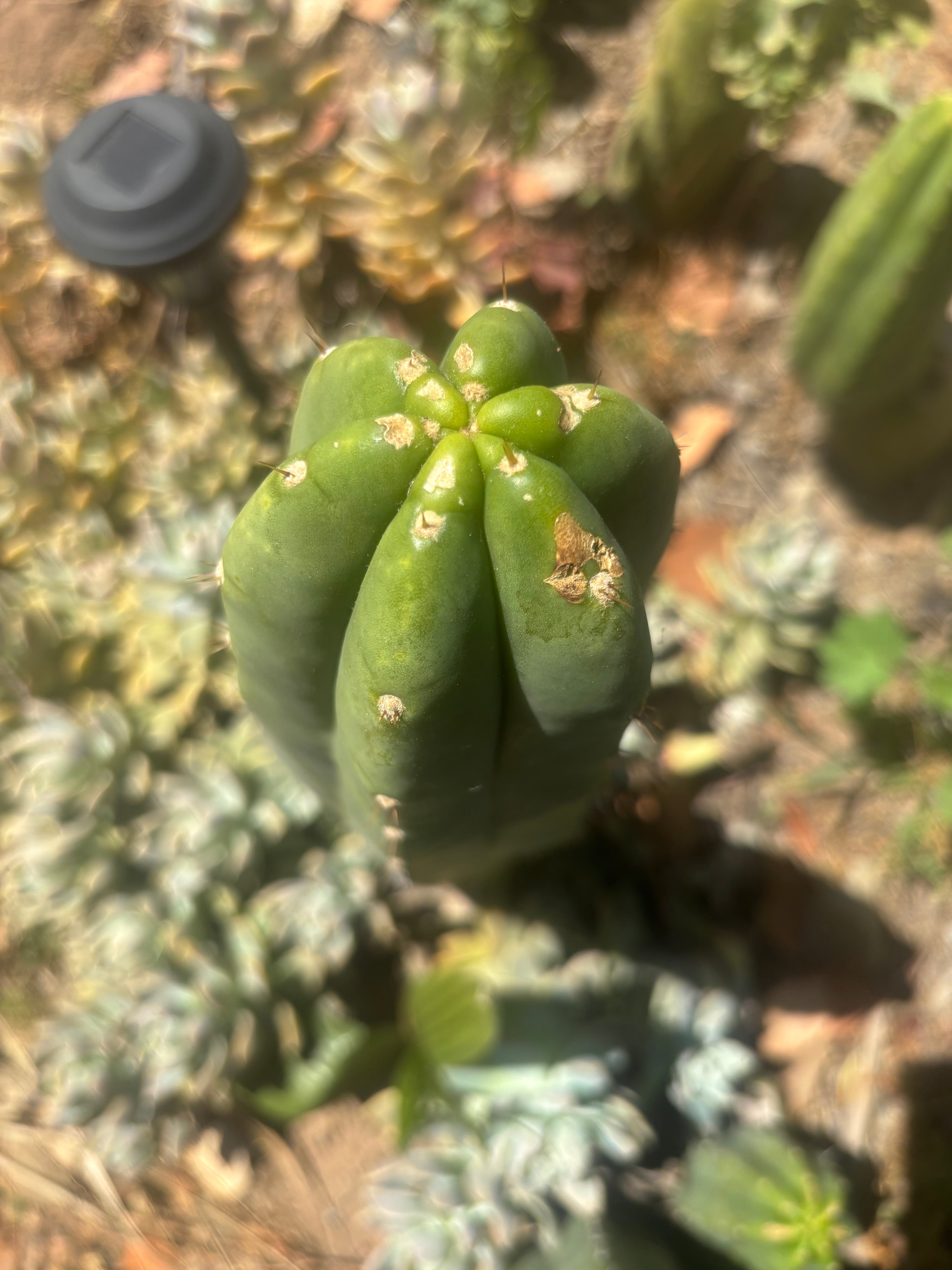 👑🌶️🌶️ Landfill — Another 11” Tip