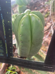 👑🌶️ Zulk — 8” Pup Melon
