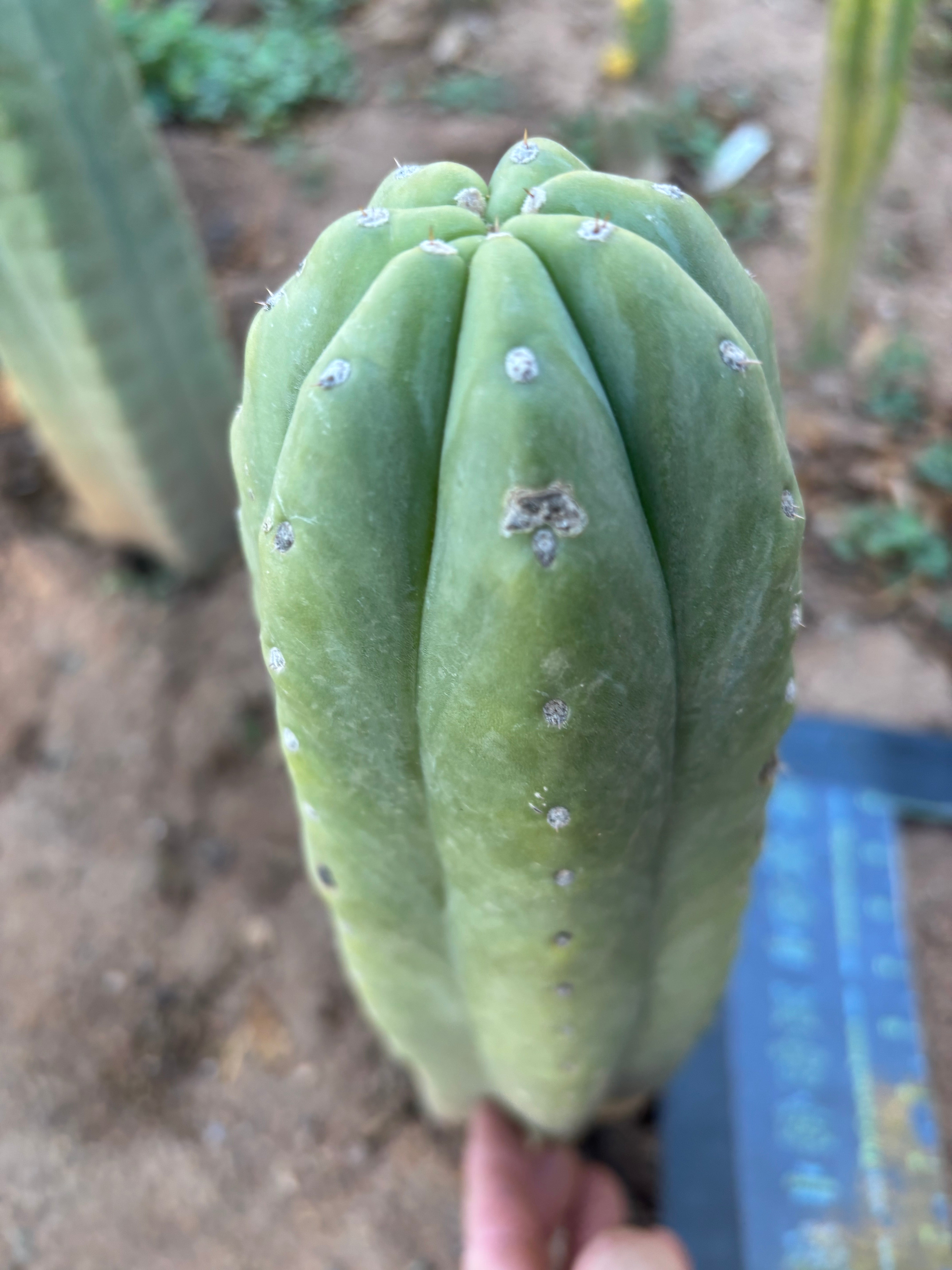 💎👑🌶️ Pierre — Thick 9” Tip