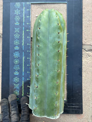 👑💎🌶️  Ashdod — Full Maturity 12” Tip (Last One Ever)