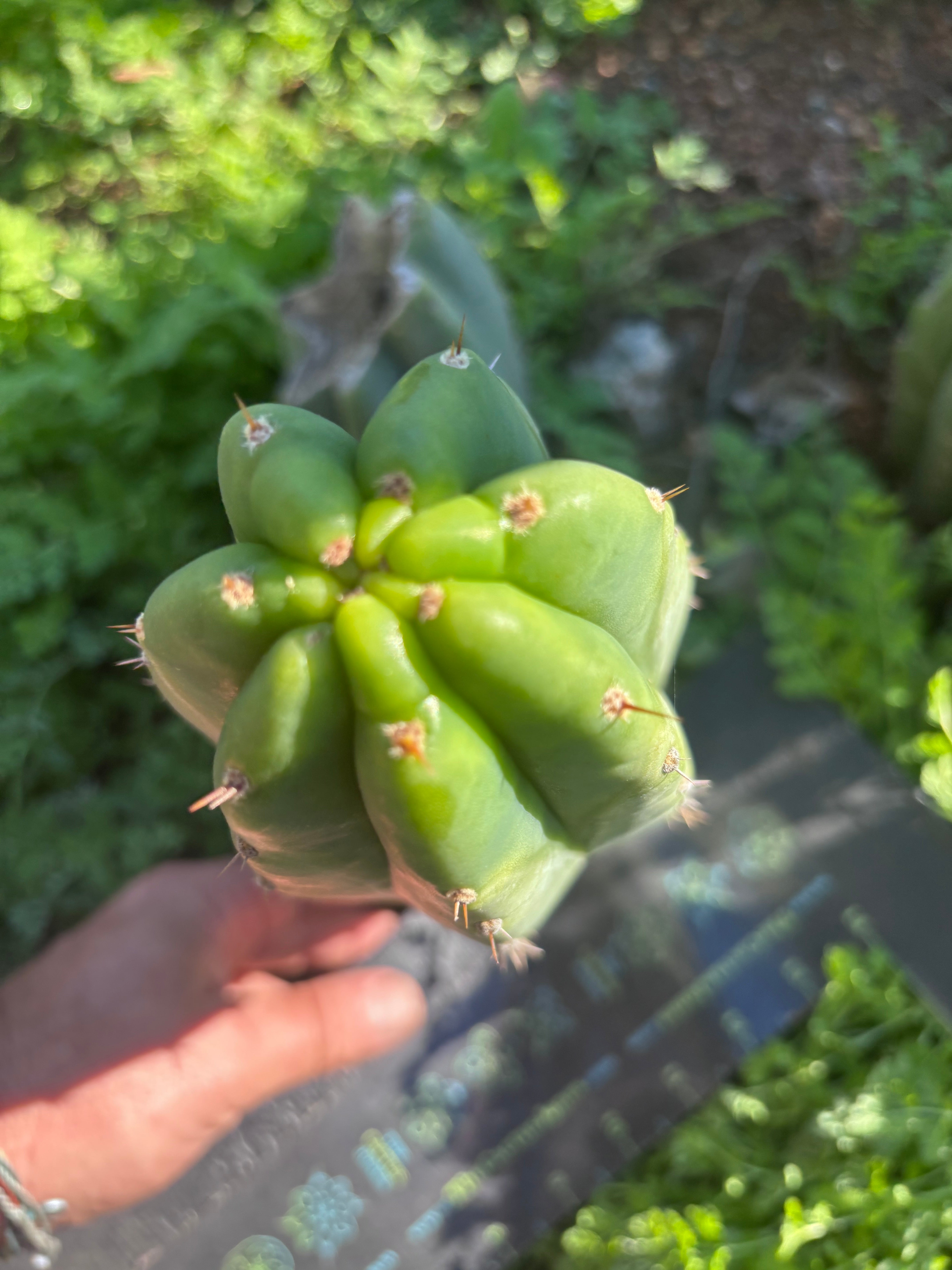 👑🌶️🌶️ Landfill — Beefy 10” Pup