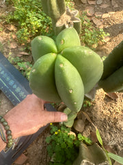 👑🌶️ Zulk — 9.5” Melon