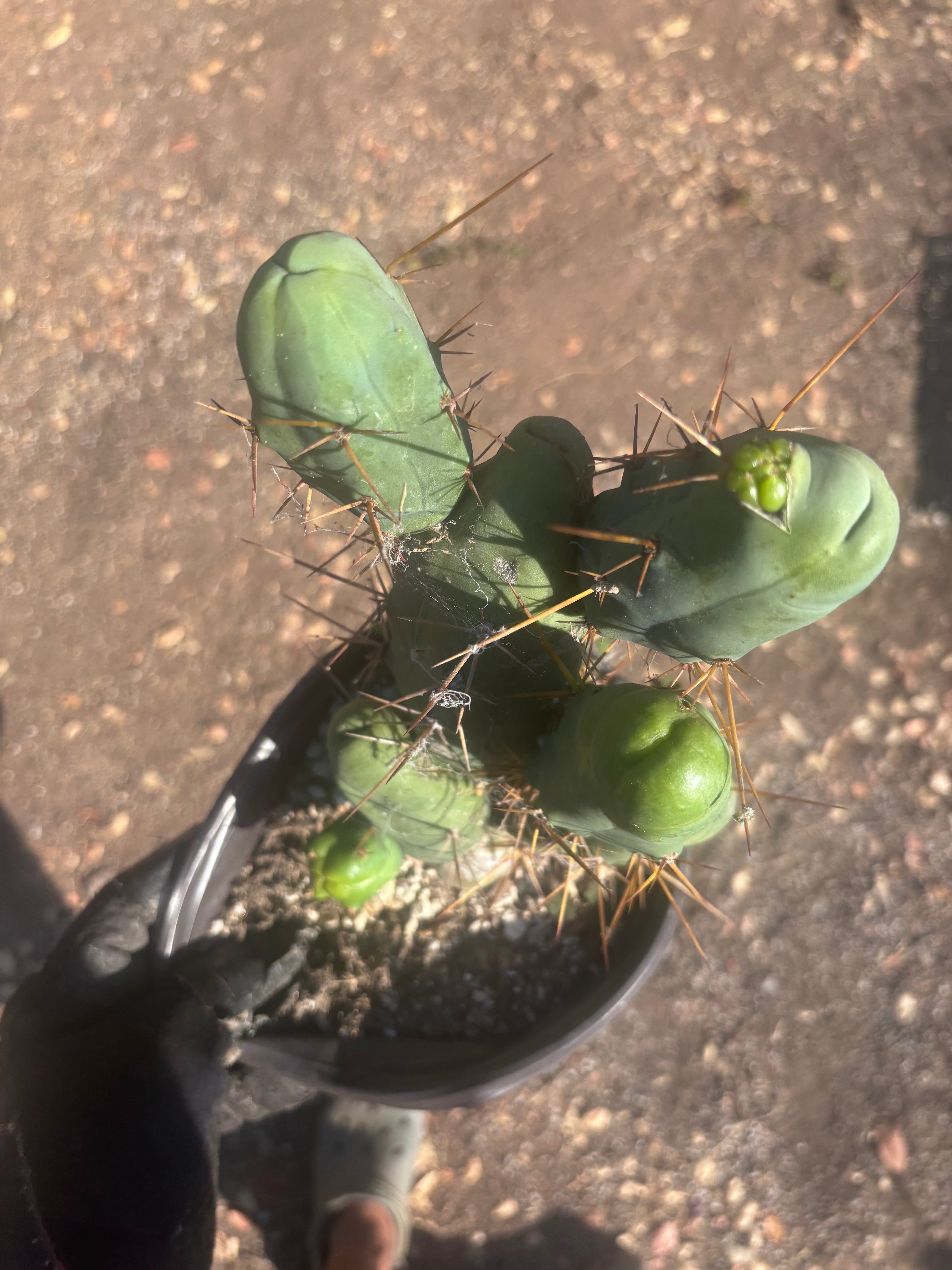 👑🌶️🌶️  TBM Clone B — Large, Fully Rooted