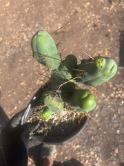 👑🌶️🌶️  TBM Clone B — Large, Fully Rooted