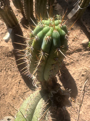 👑 Gawler — 9.5” Pup