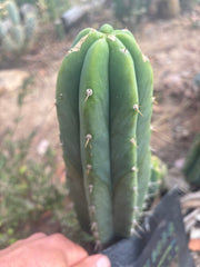 👑🌶️🌶️ Landfill — 8.5” Tip