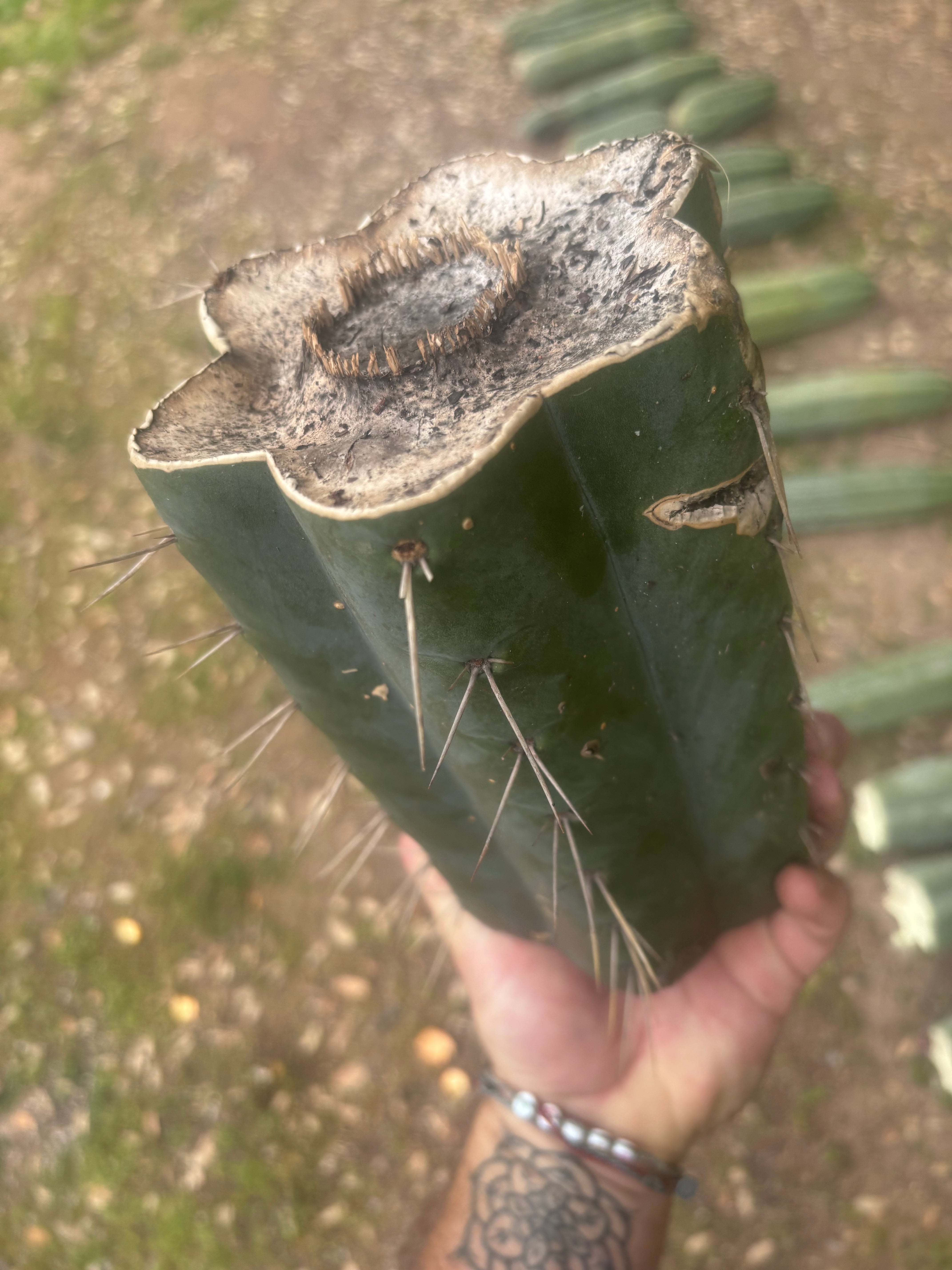 💎🌶️ SS02 x Yowie — MASSIVE 9.5” Mid