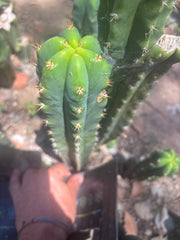 🌶️🌶️ NoidTwo — 13” Tip