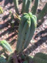 👑🌶️ BBB — XL 15” Tip