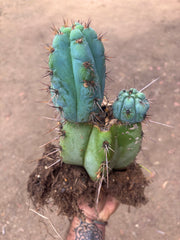 💎👑💎 Papa Smurf — *Hefty* Rooted Mid w/ Pups